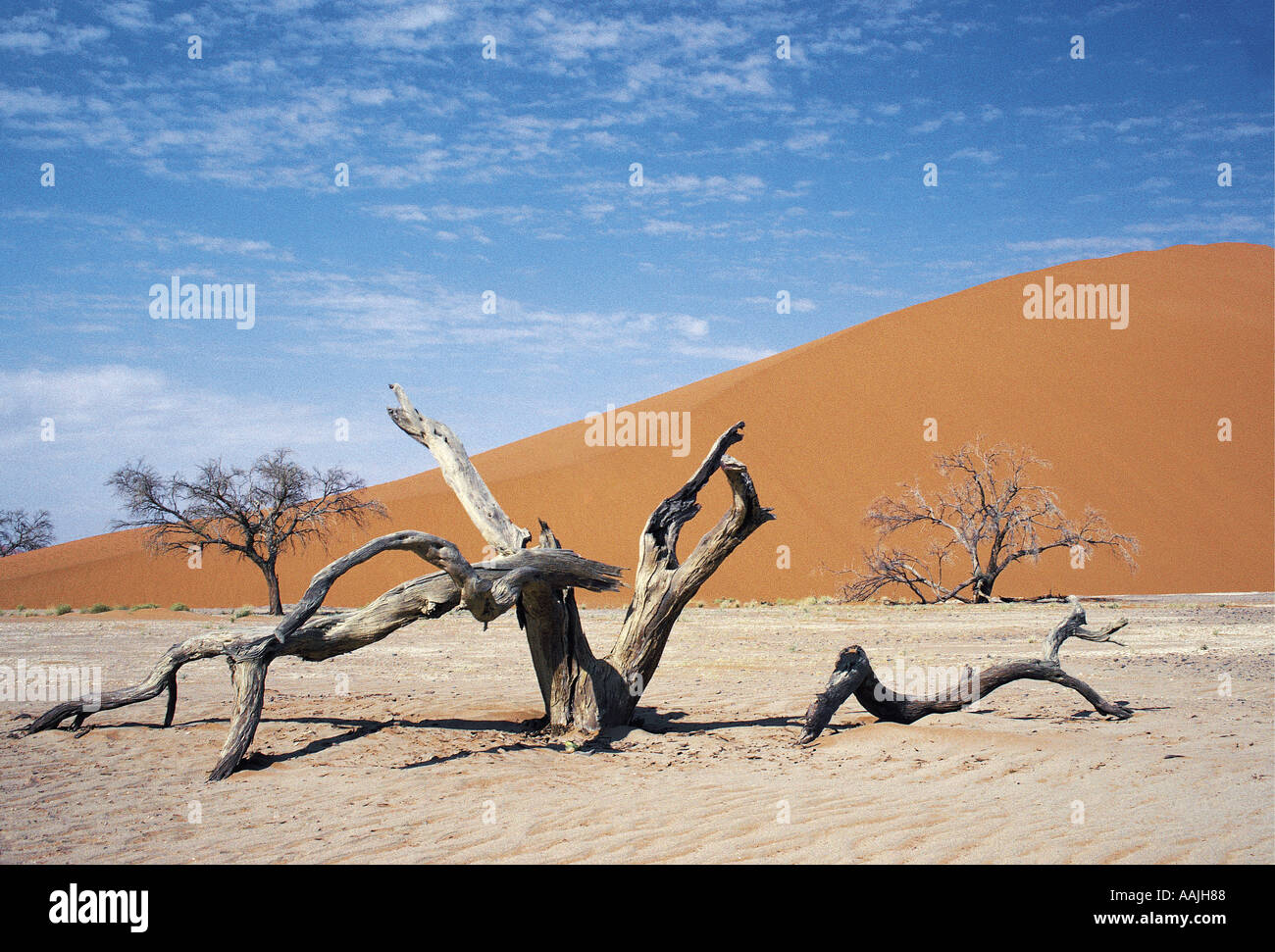 Modellierte tot Kameldornbäume überwältigt von Sanddünen in der Wüste Namib Namibia Südliches Afrika Stockfoto