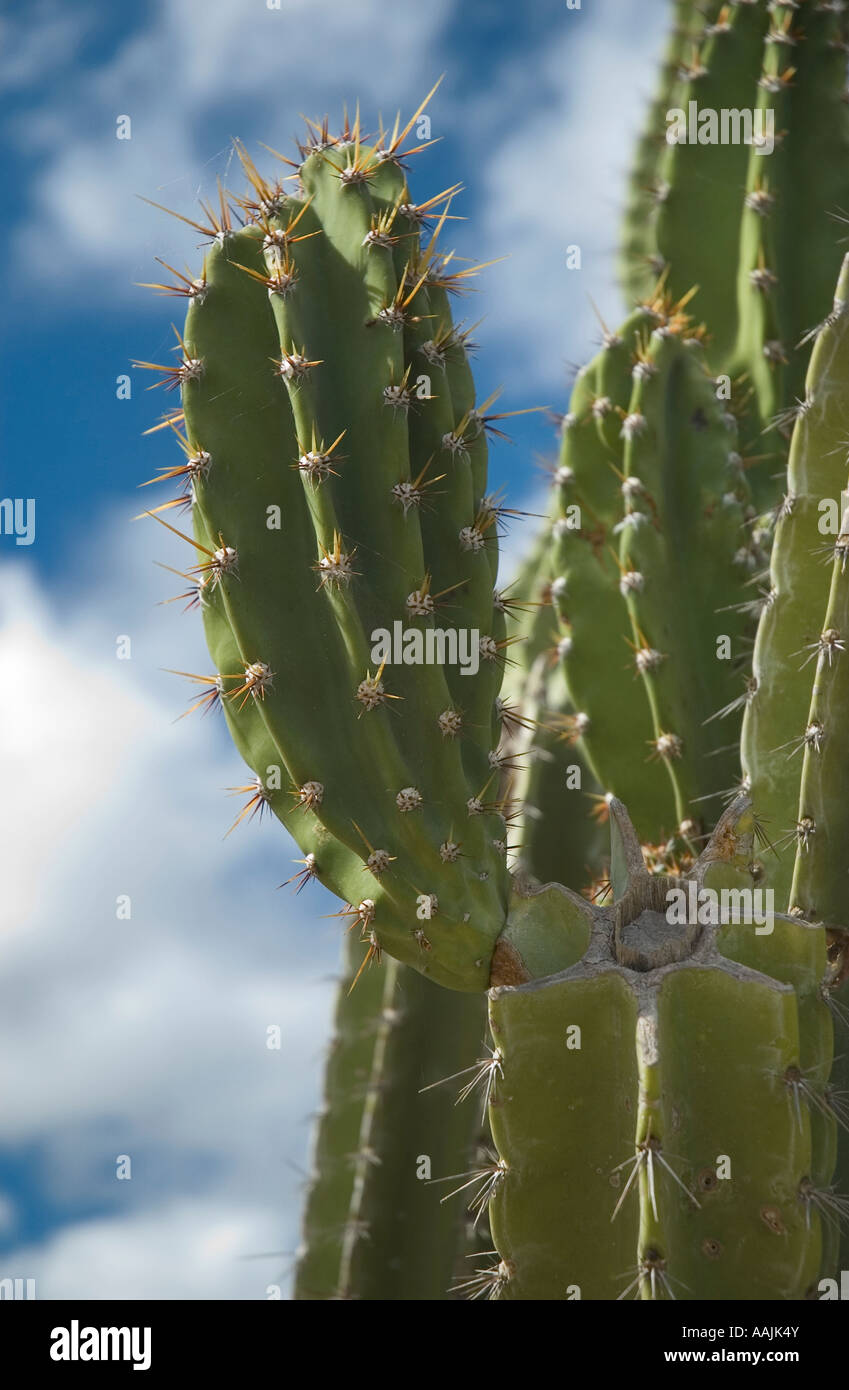 kaktus mit roten blüten Loxanthocereus hoffmannii SAMEN