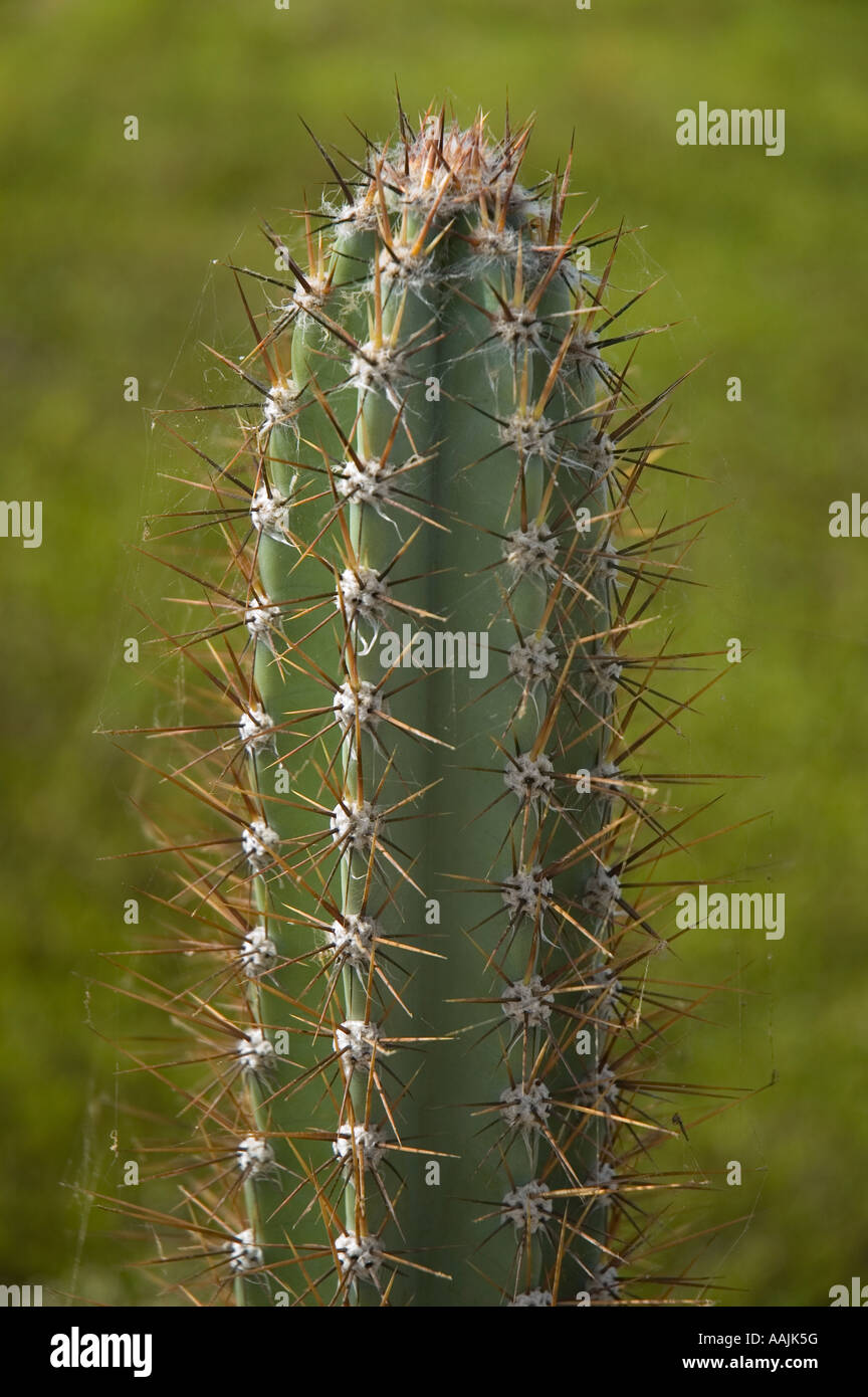 Ein Kaktus (plural Kakteen, Kakteen oder Kakteen) ist ein Mitglied der  Sukkulente Familie Cactaceae, ursprnglich aus Amerika Stockfotografie -  Alamy