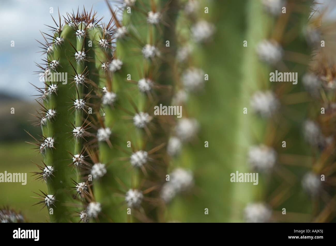 gehirn kaktus kaufen Echinofossulocactus Multicostatus main image 0