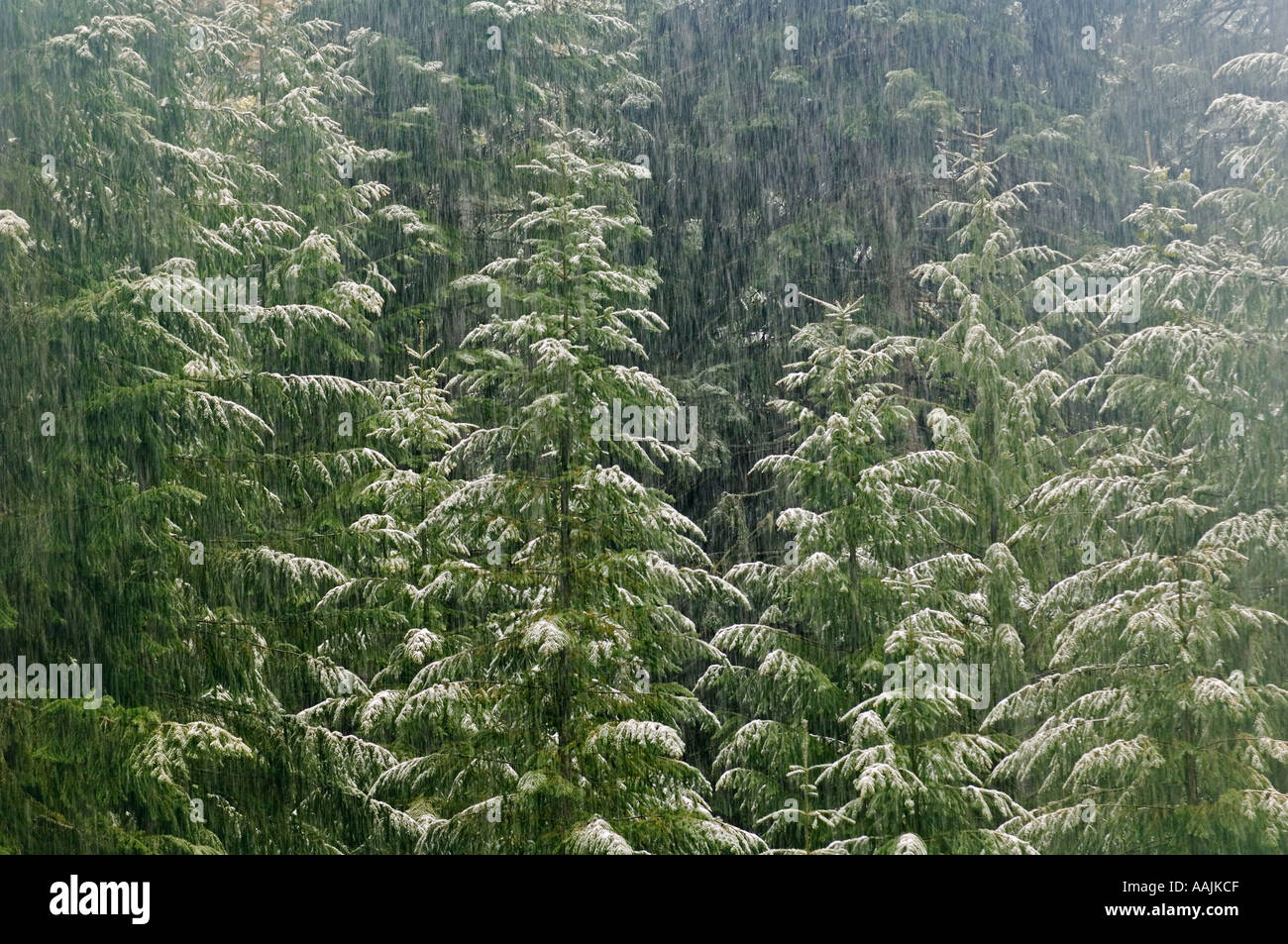 Frühling Schneefall, Siskiyou Mountains OREGON USA Stockfoto