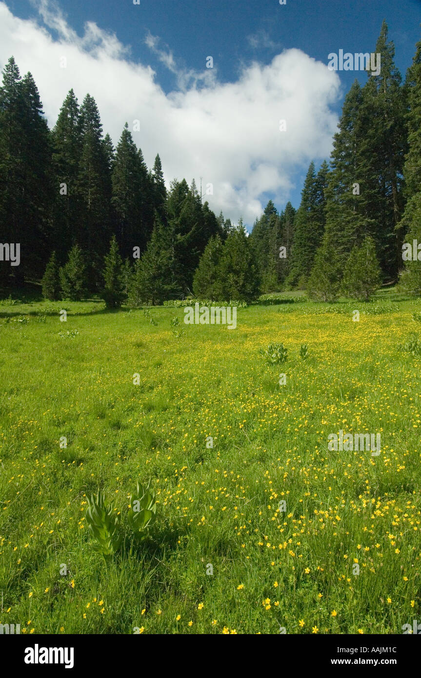 Bergwiese, JUNE Cascade-Siskiyou National Monument, Southern Oregon Stockfoto