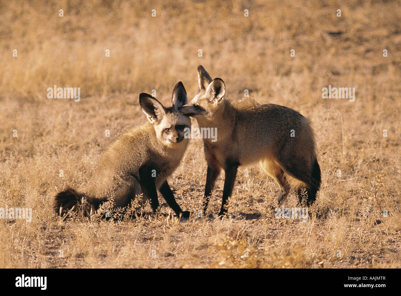 Zwei Bat eared Füchse pflegen einander in Kalahari Nationalpark Northern Cape in Südafrika Stockfoto