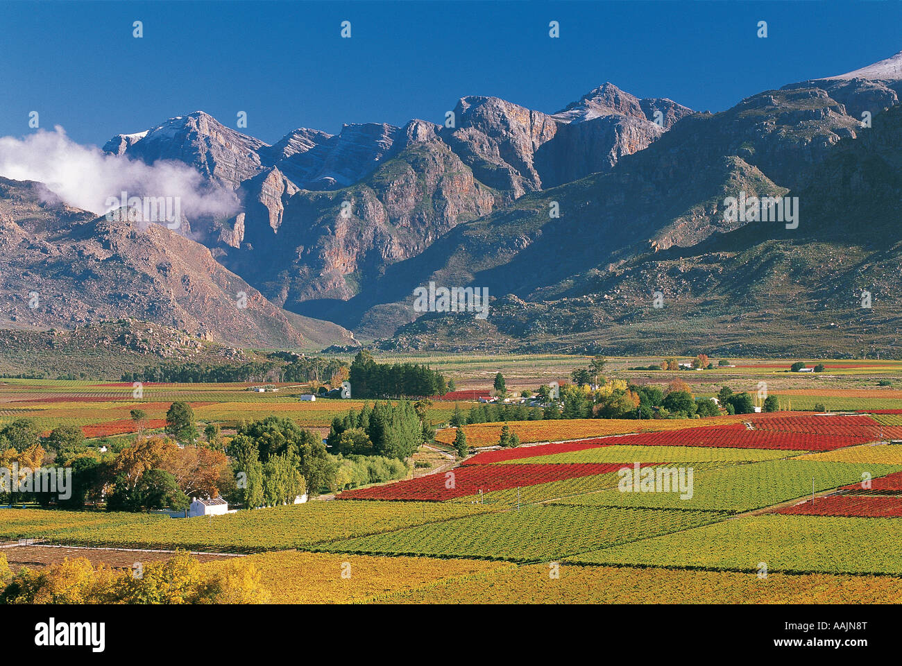 Dramatische Szene des ausgedehnten Weinbergen mit herbstlichen Farben in Hex River Valley South Africa Stockfoto