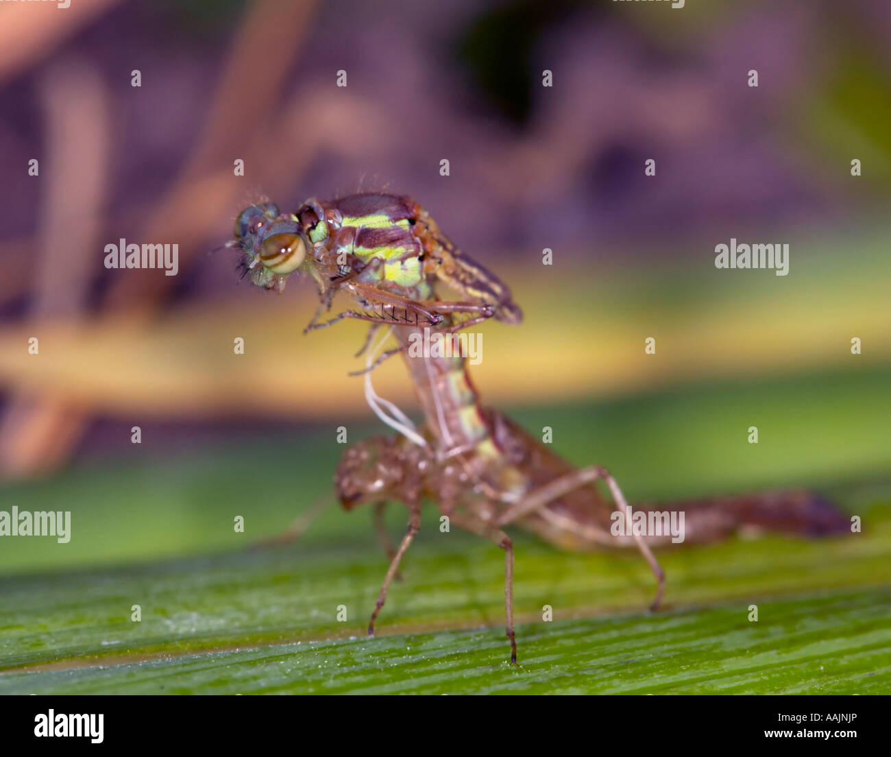 Neue große Red Damselfly, Pyrrhosoma nymphula Stockfoto