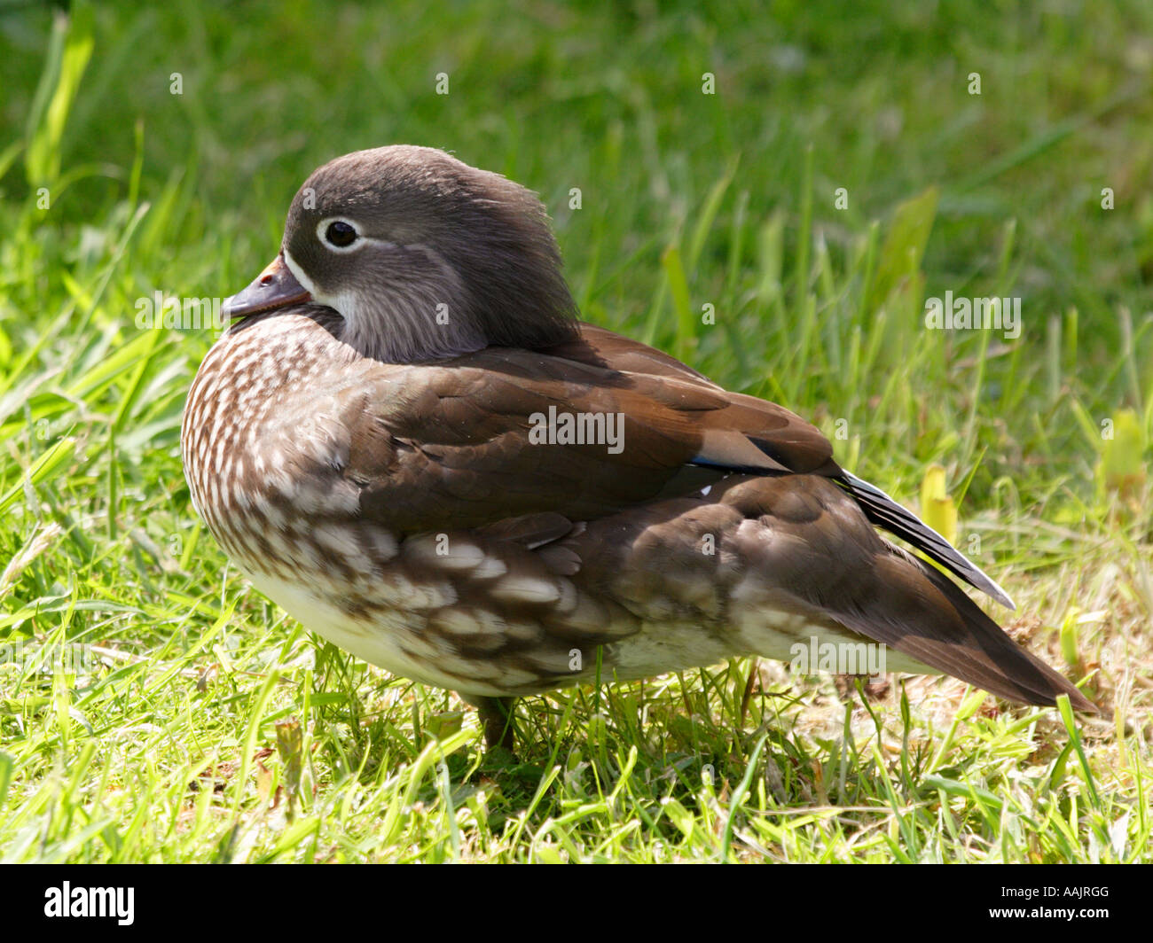 Brautente weiblich Stockfoto