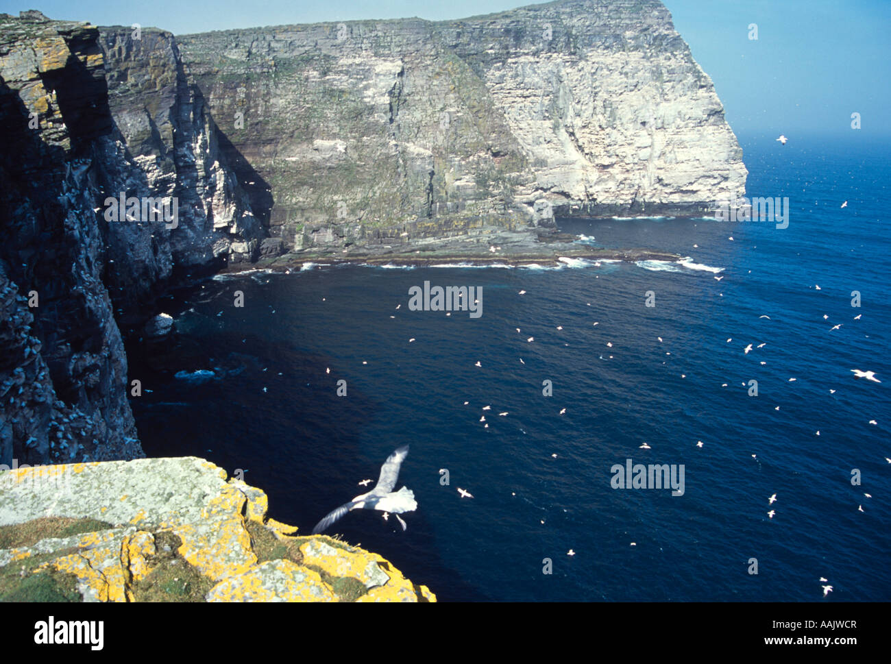 Insel der Noss National Nature Reserve Vogel Klippe Shetland, Schottland. Stockfoto