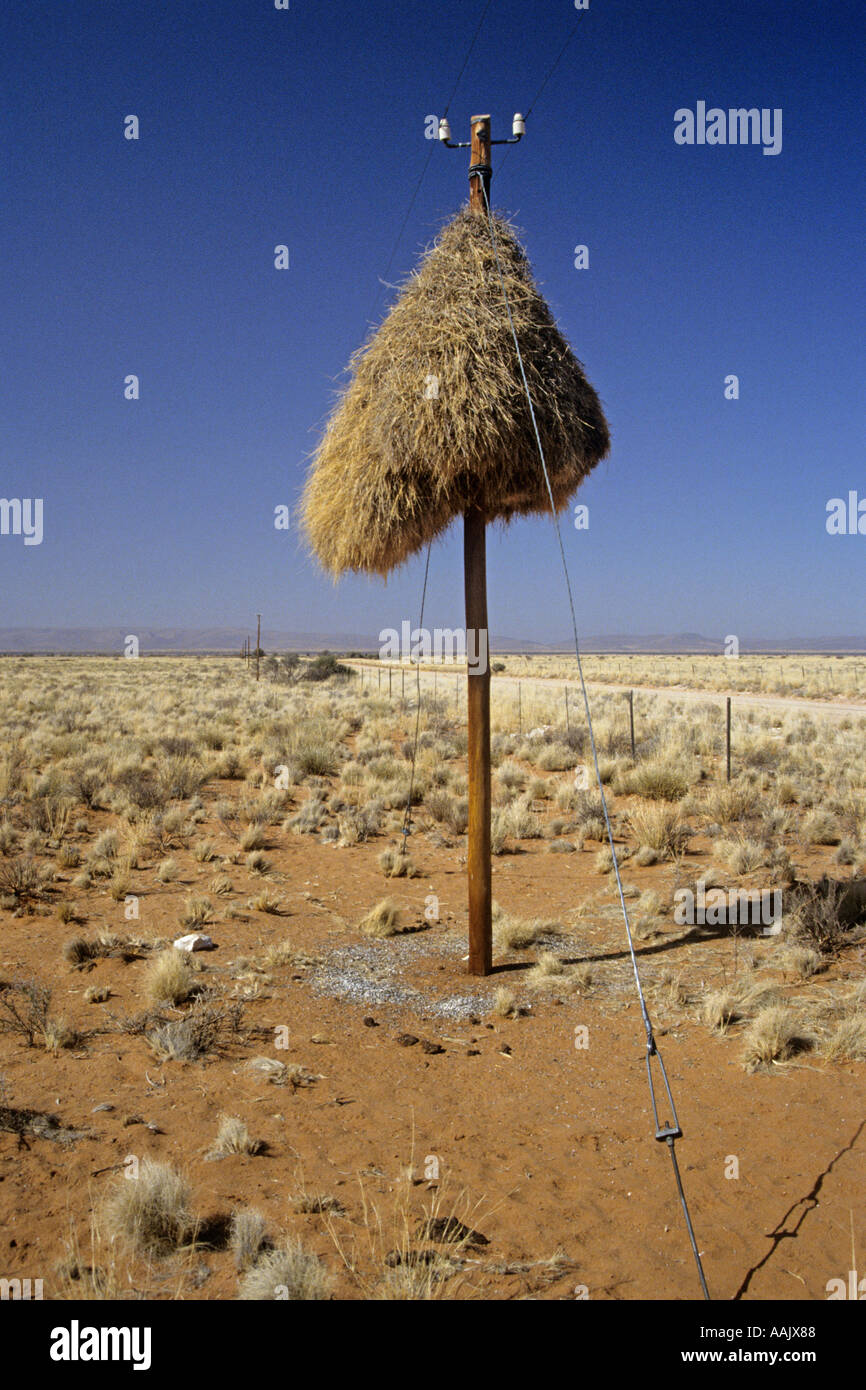 Soziale Webervogel Philetairus Socius nisten in einen Telegrafenmast Südafrika Afrika Stockfoto