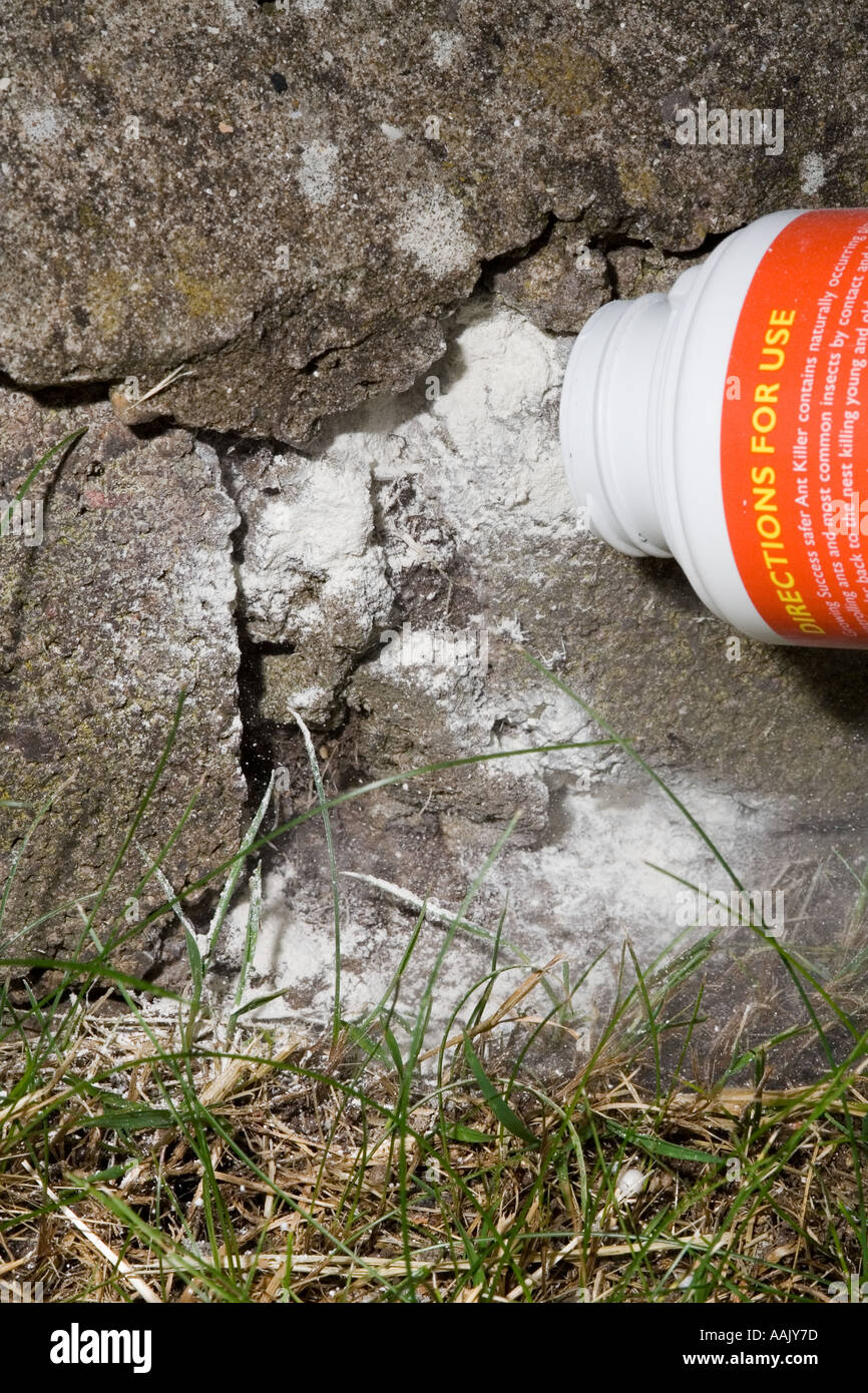 Ant killer Pulver angewendet zum Eingang des Nestes in Wand UK Stockfoto
