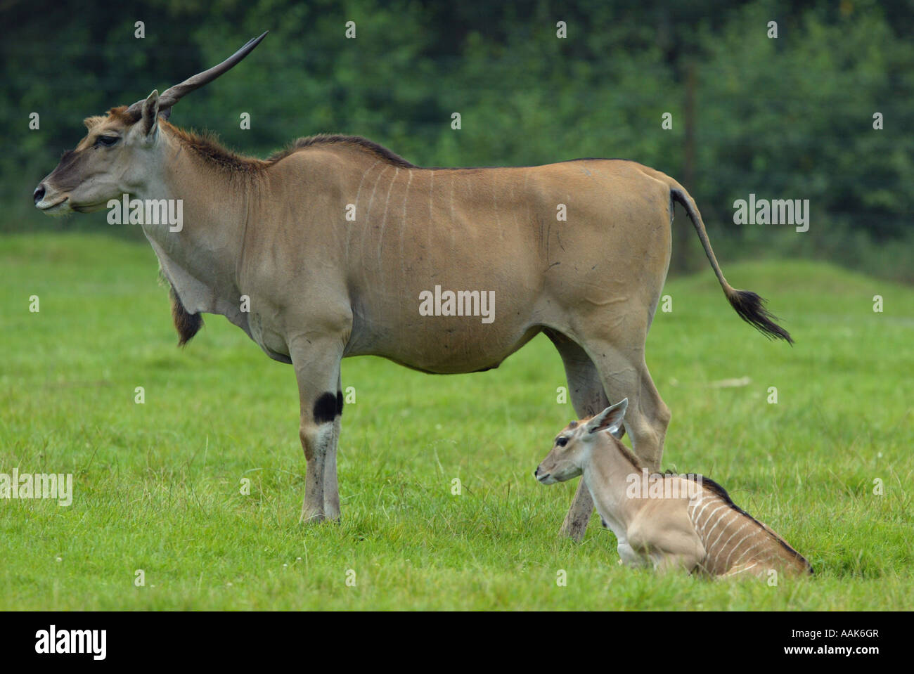 Gemeinsame Eland mit Baby - Tragelaphus Oryx Stockfoto