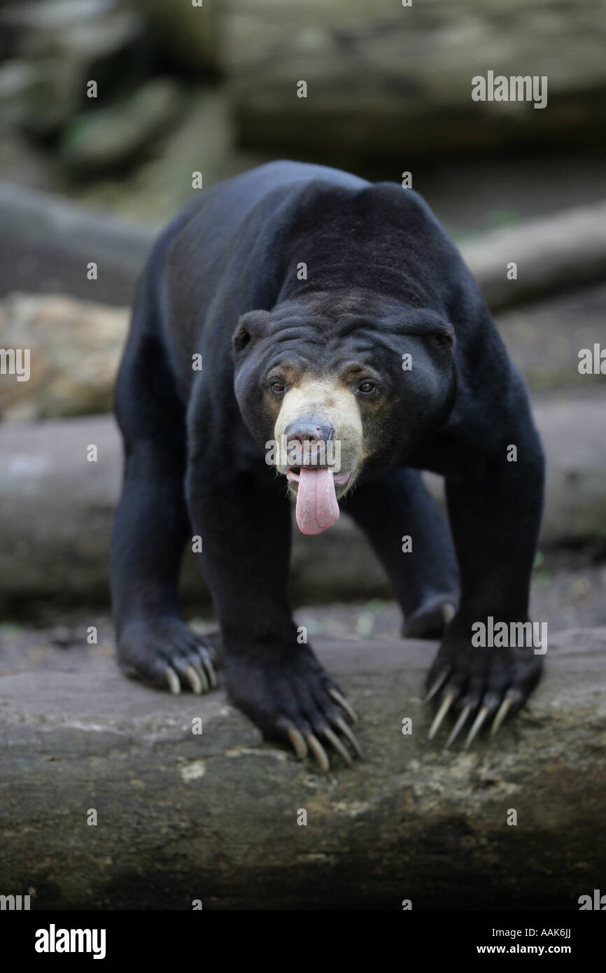 Malaiische Sun Bear - Helarctos malayanus Stockfoto