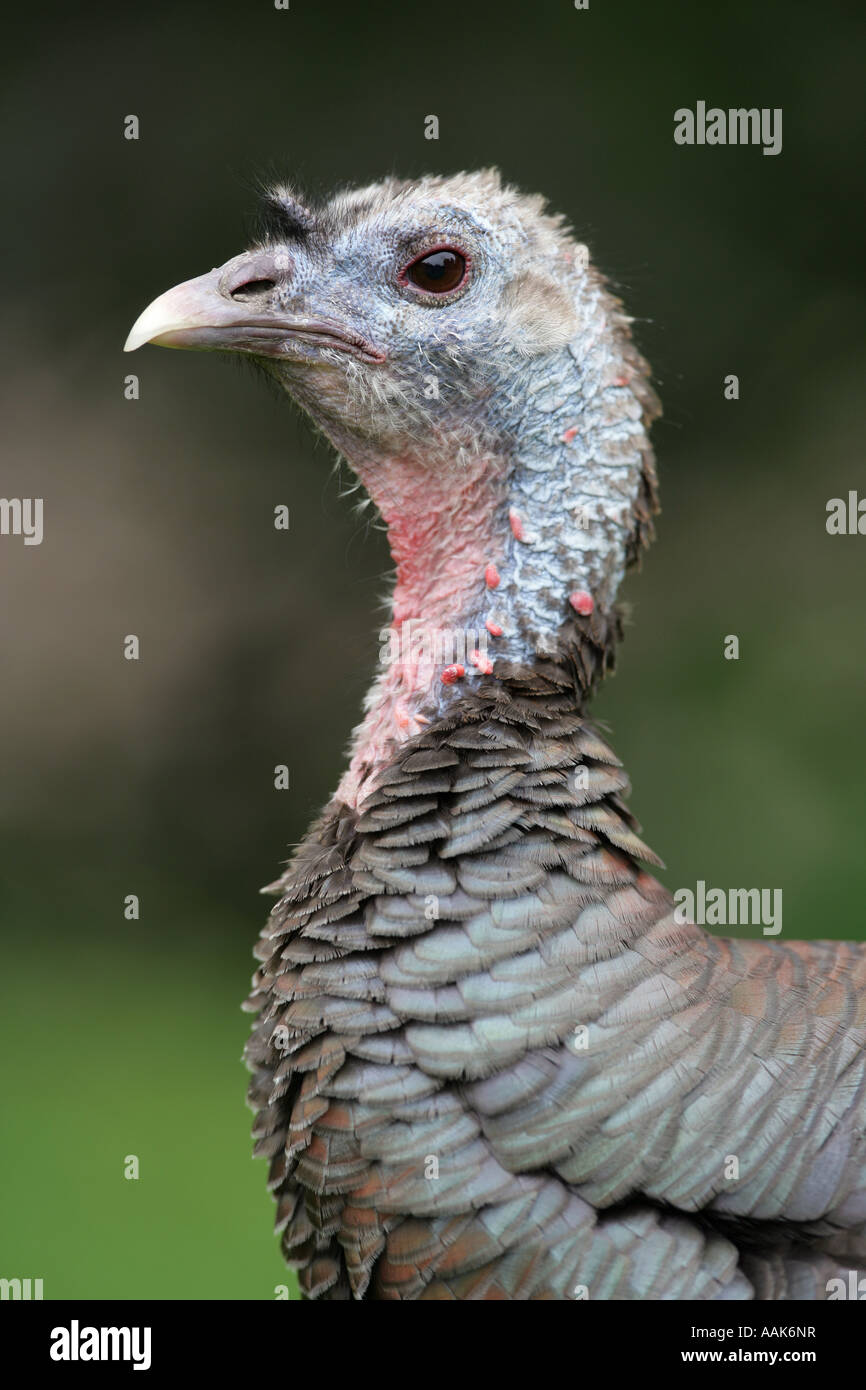 Frauenporträt Wildtruthahn - Meleagris gallopavo Stockfoto