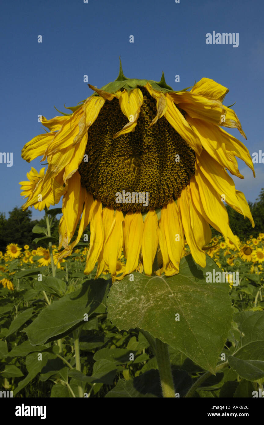Sonnenblume im warmen Morgenlicht, hängenden Kopf Stockfoto