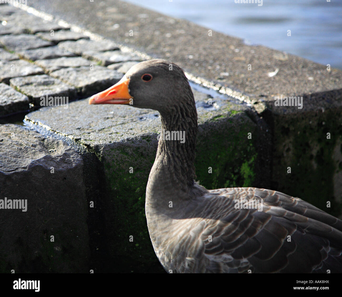 Weibliche graue Ente auf dieser See Rekjavik Island Stockfoto