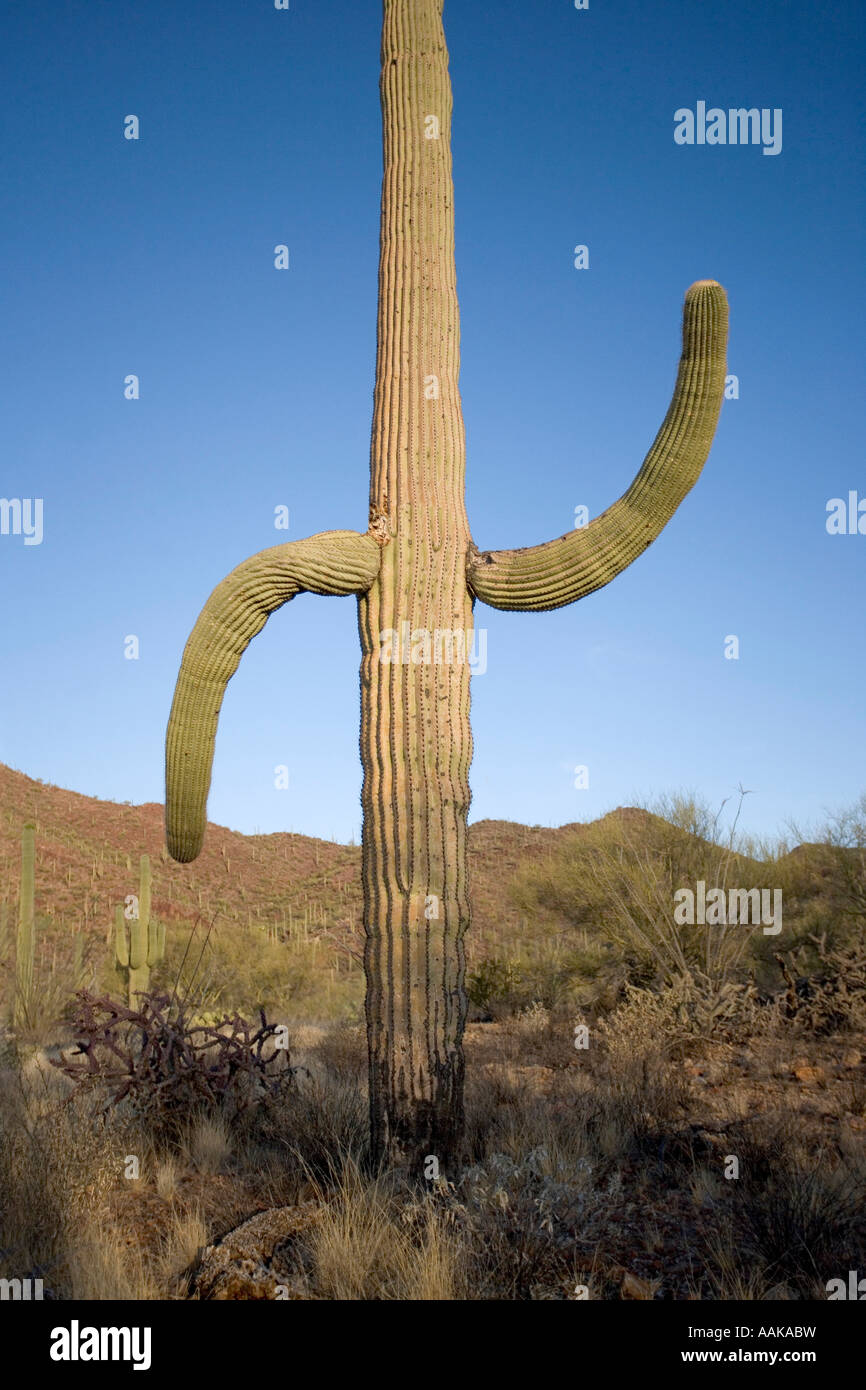 Saguaro-Kaktus mit einem hängenden arm Stockfoto