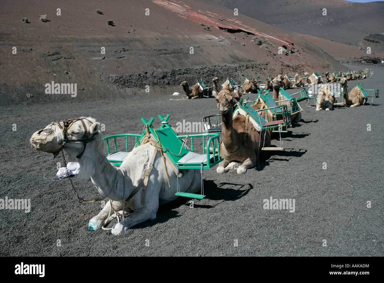 Kamele warten auf Touristen im Timanfaya Nationalpark Lanzarote Kanaren Stockfoto