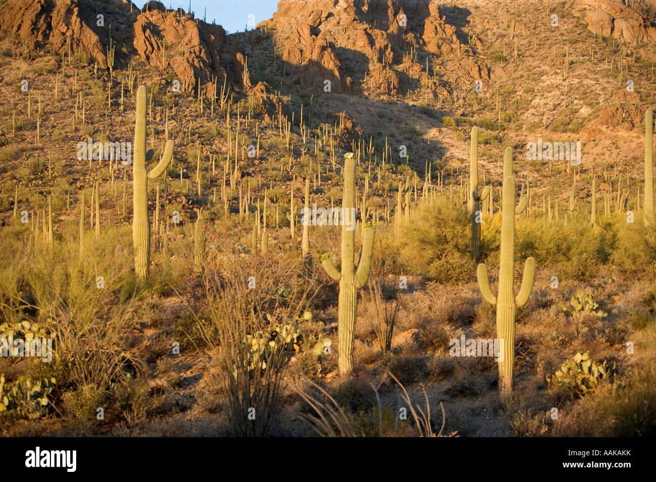 Saguaro-Kaktus in Tucson Arizona s Gate s Pass Stockfoto