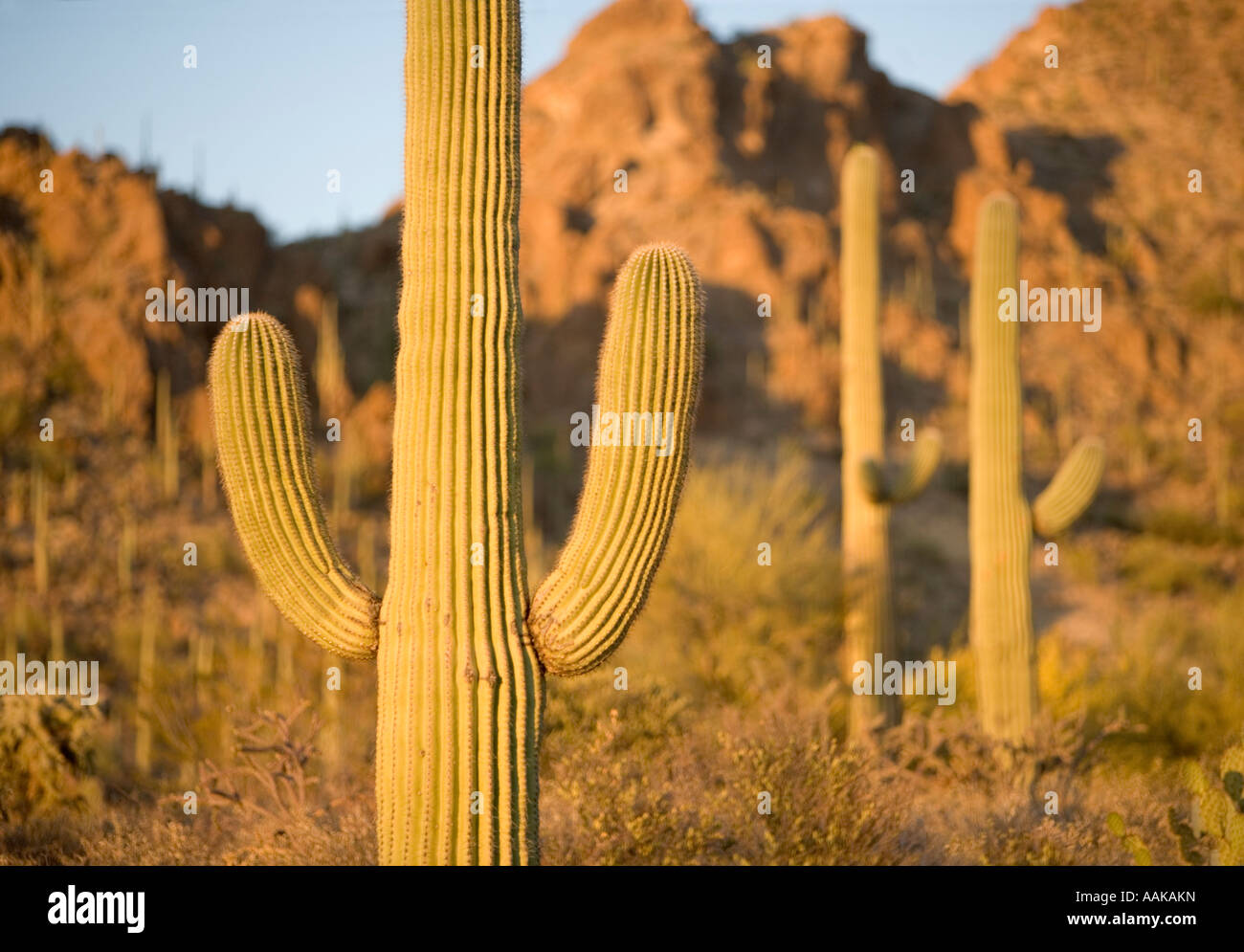 Saguaro-Kaktus in Tucson Arizona s Saguaro National Park West Stockfoto