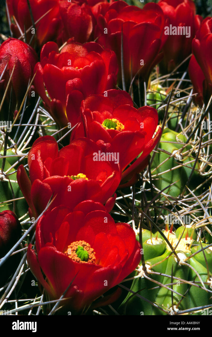 Claret Cup Kakteen Echinocereus Triglochidiatus Mojave Desert in Kalifornien Stockfoto