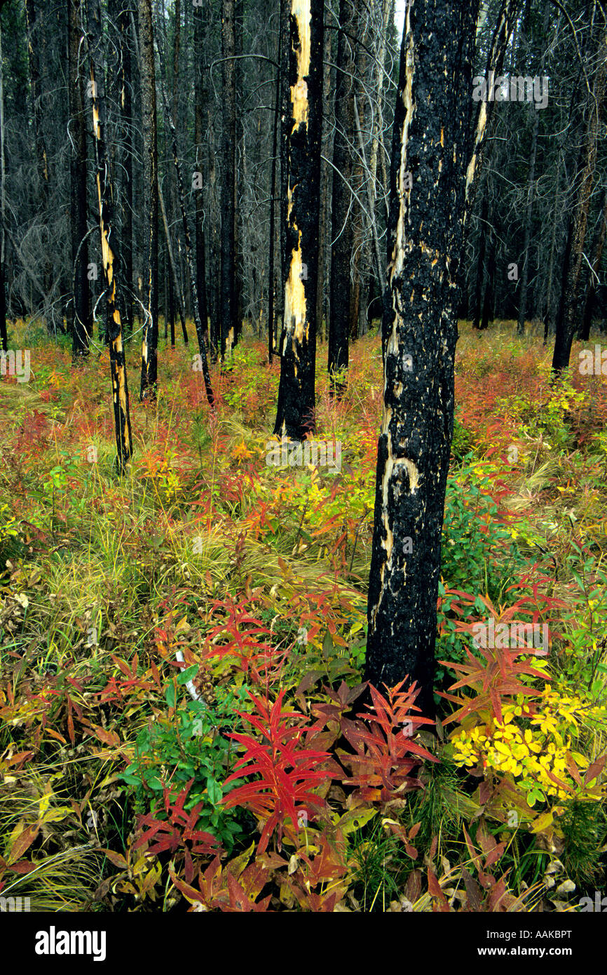 Herbstlaub von nachwachsen ist ein eindrucksvollen Kontrast zu Wald brennen Banff Nationalpark Alberta Kanada Stockfoto