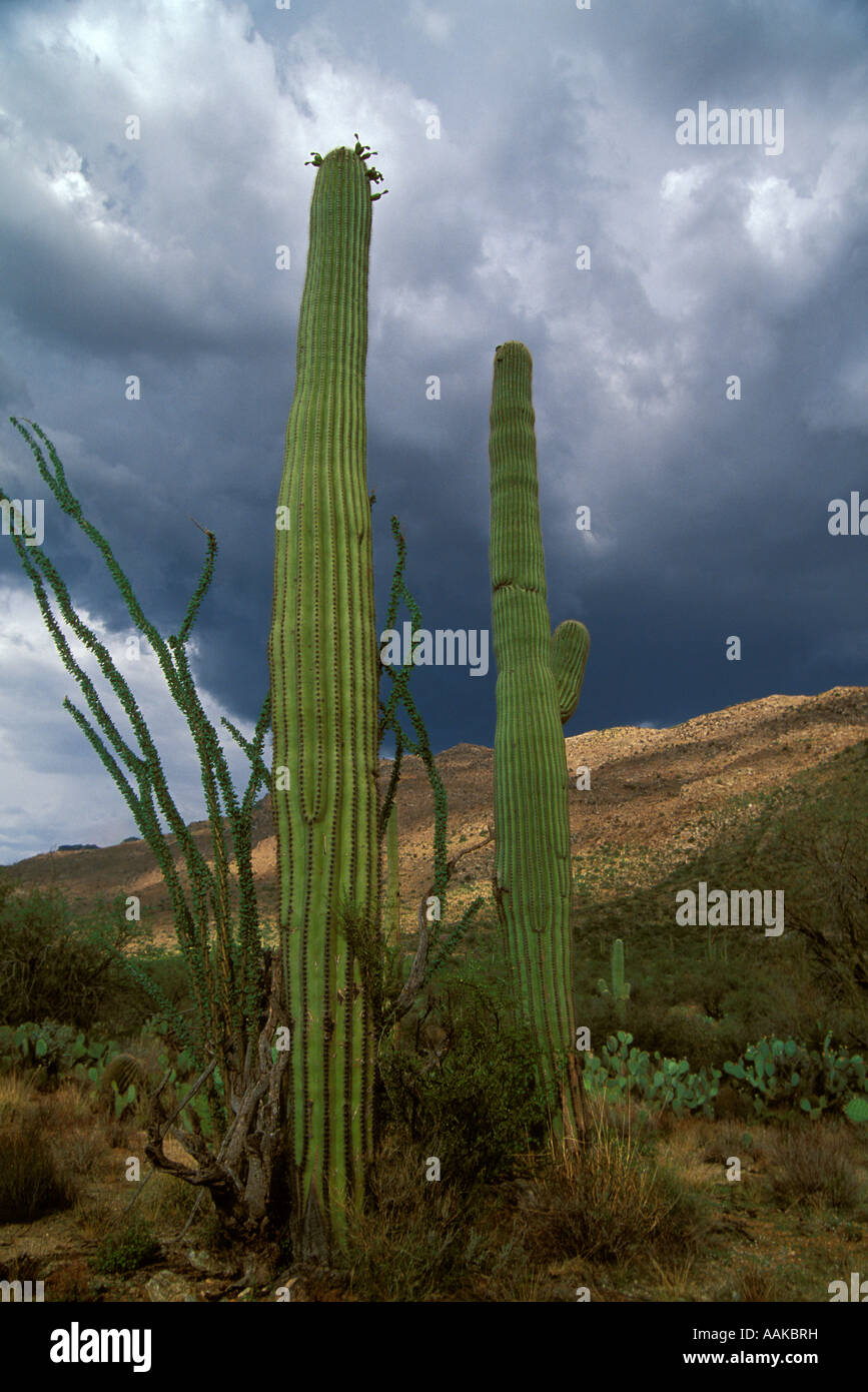 Monsun Wolken und Saguaro Kaktus Saguaro National Park East Tucson Arizona Stockfoto