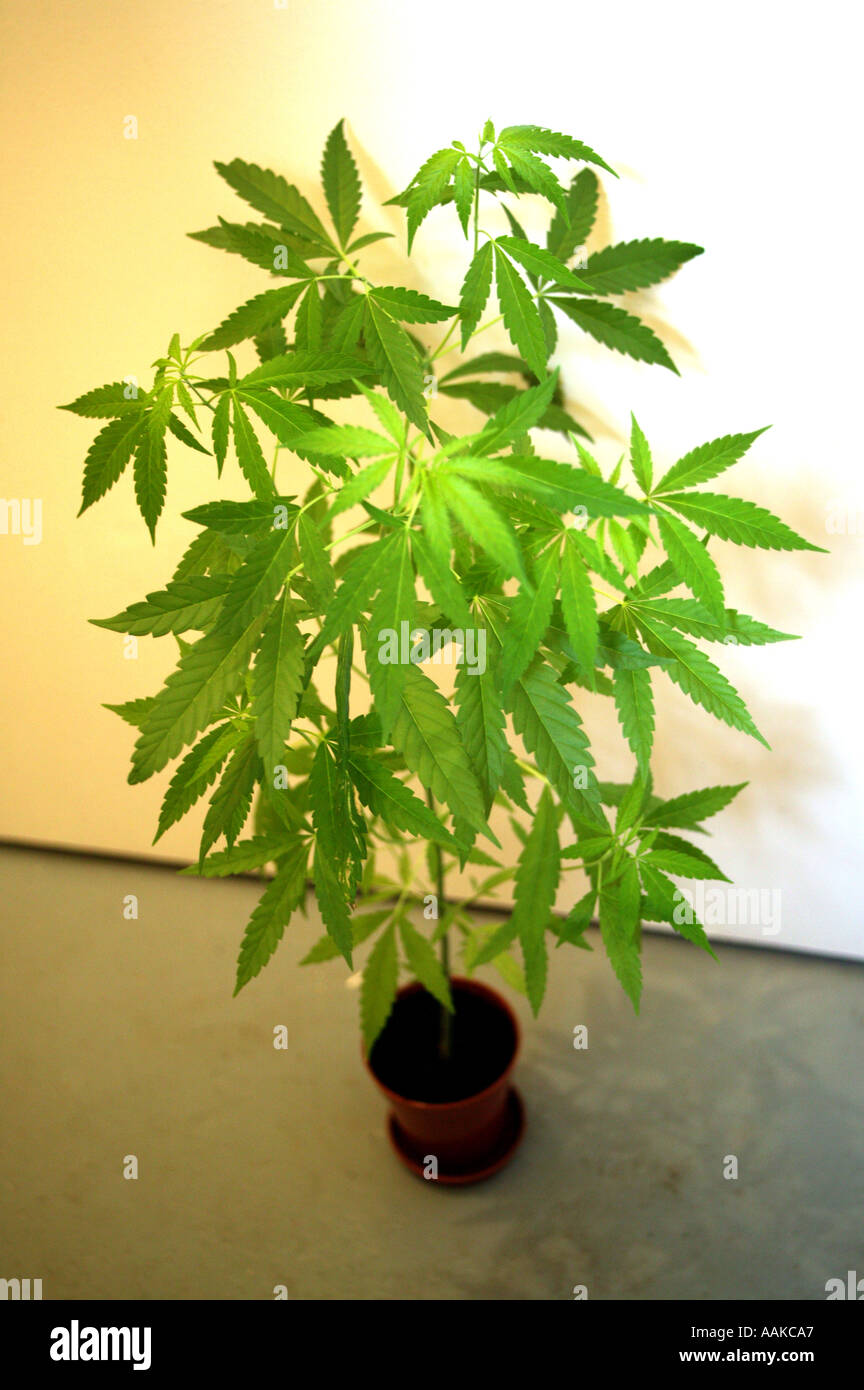 Marihuana-Cannabis Topf Pflanze Zuhause Drogen angebaut Stockfotografie -  Alamy