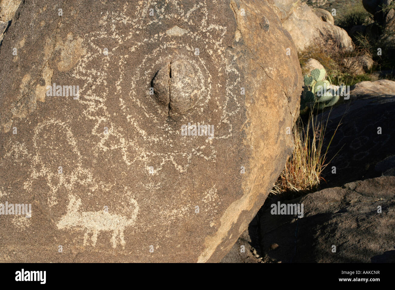 Schwanger Sun Petroglyph Catalina AZ Stockfoto