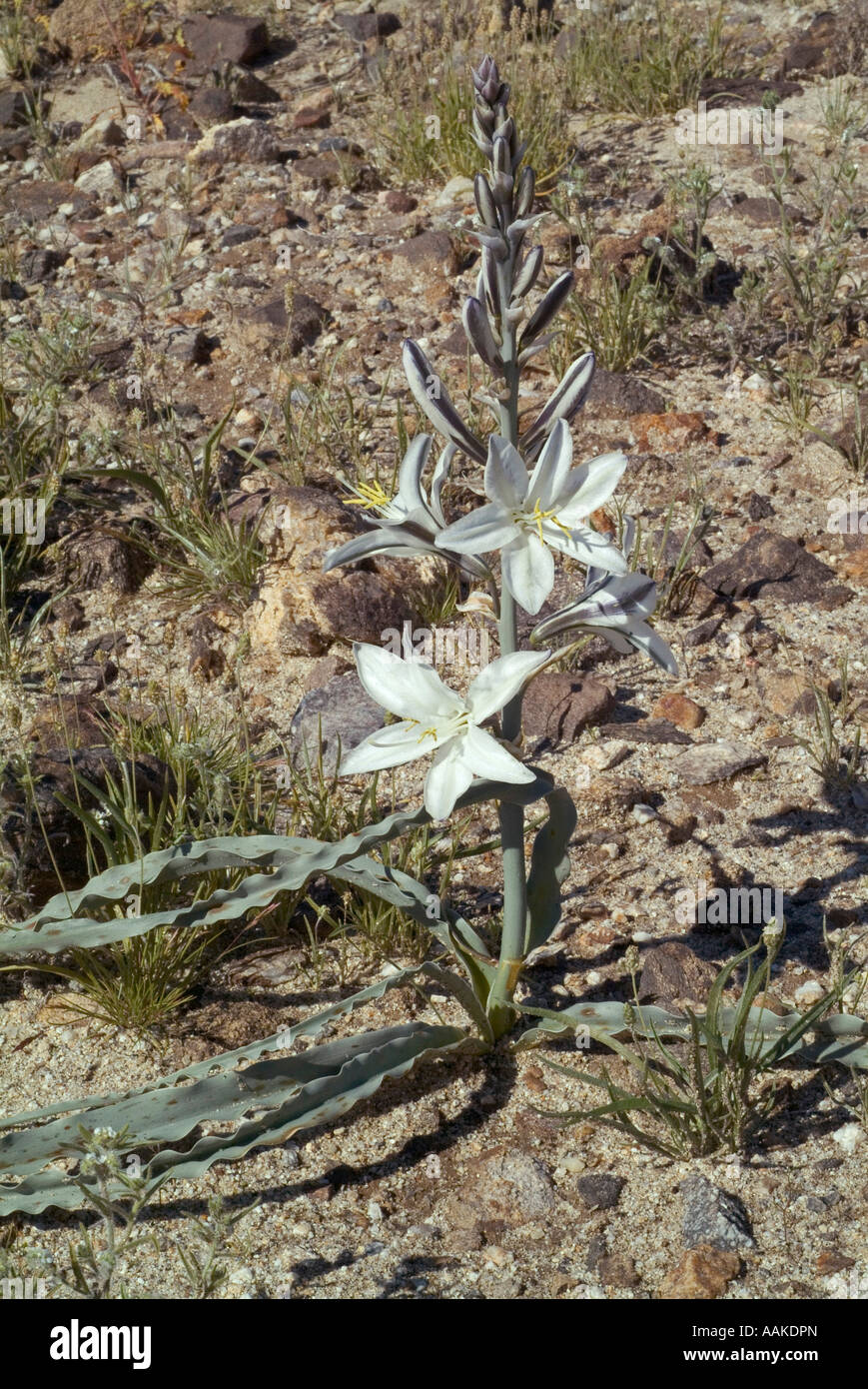 Ajo oder Wüste Lily Hesperocallis Undulata Anza Borrego State Park in Kalifornien Stockfoto