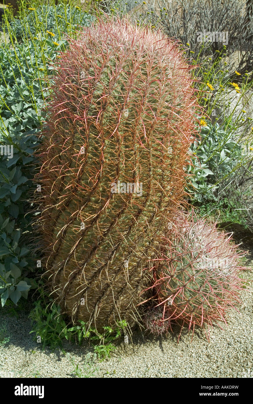 Kompass-Lauf Kaktus oder Red Barrel Kakteen Ferocactus Acanthodes California Stockfoto