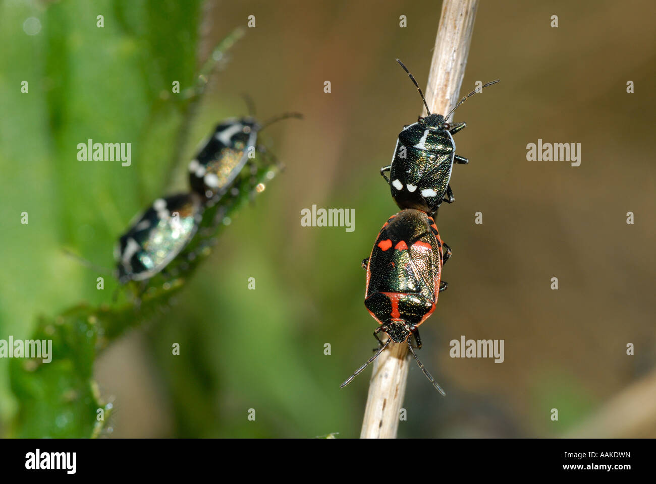 Kreuzblütler Shieldbug (Eurydema Oleracea) Stockfoto