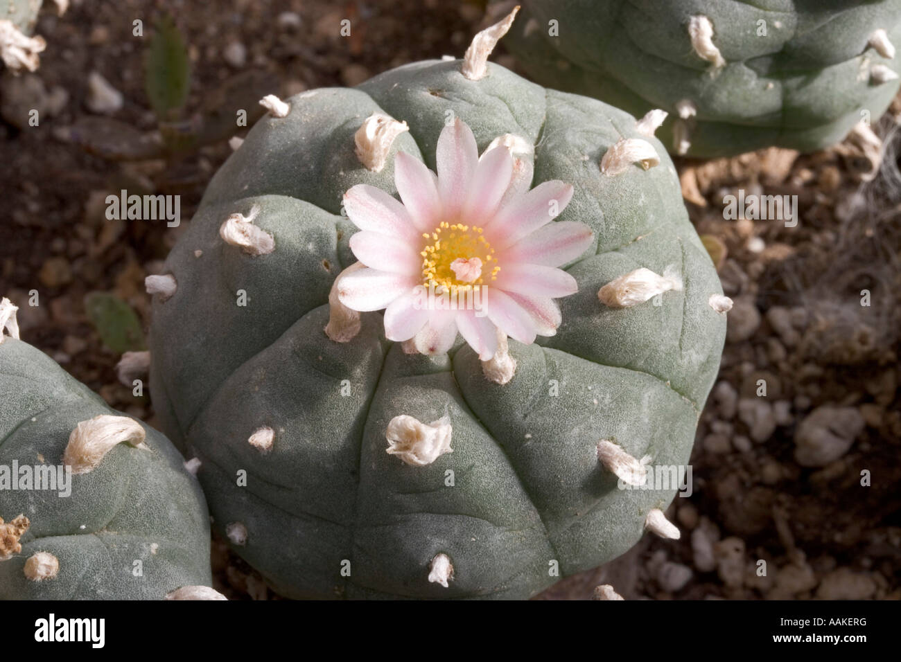 mammillaria matudae Mammillaria matudae main image 1