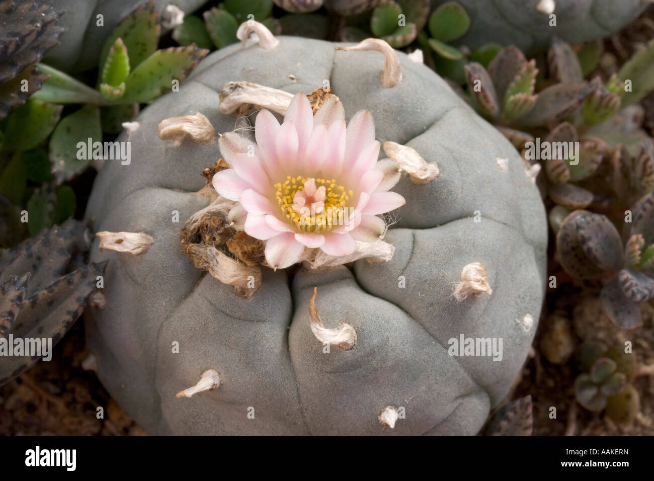 Peyote kaktus -Fotos und -Bildmaterial in hoher Auflsung  Alamy