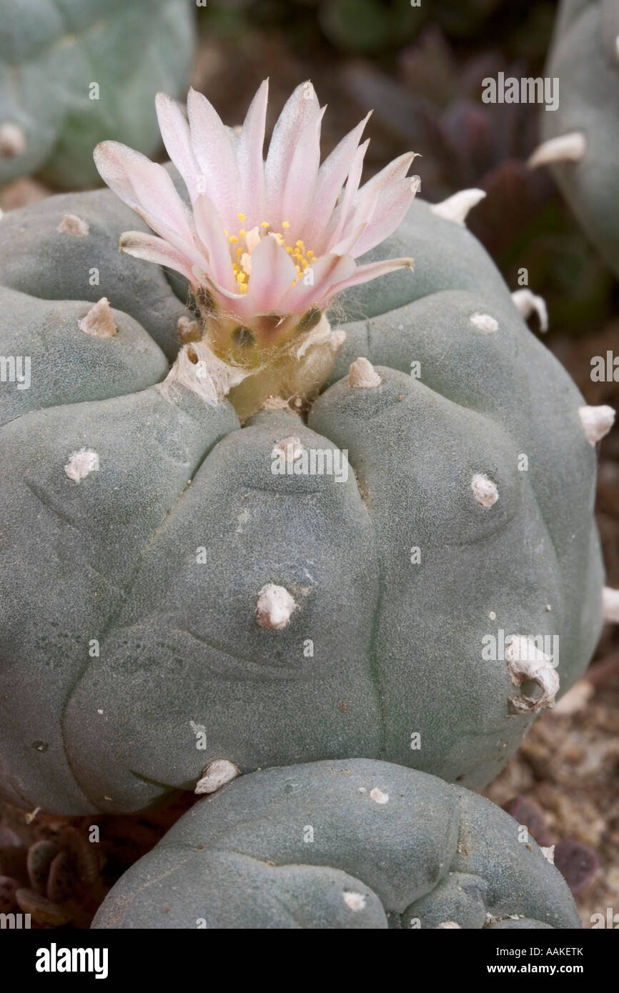 Peyote Kaktus Lophophora Williamsii Rio Grande Valley, Texas und Umgebung  Stockfotografie - Alamy