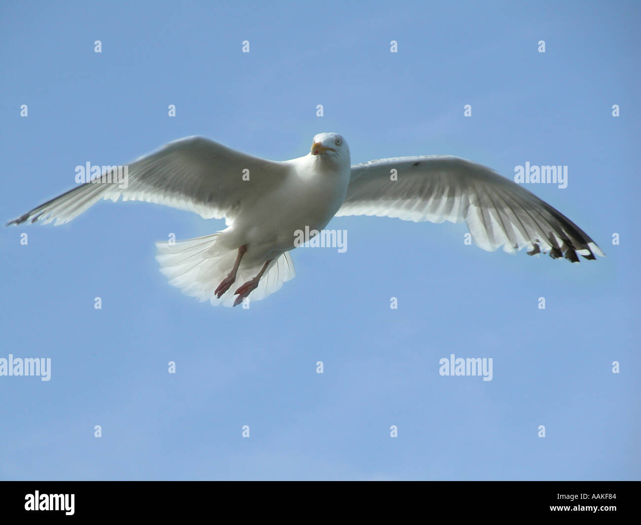 Möwe Stockfoto