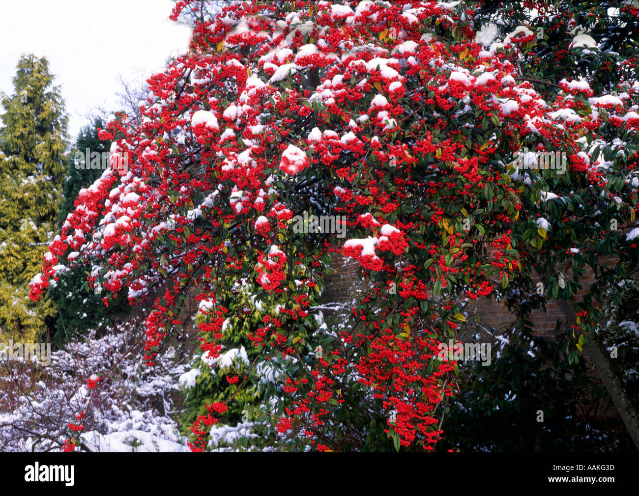 Bunte Pflanzen Im Winter Die 10 Schonsten Arten