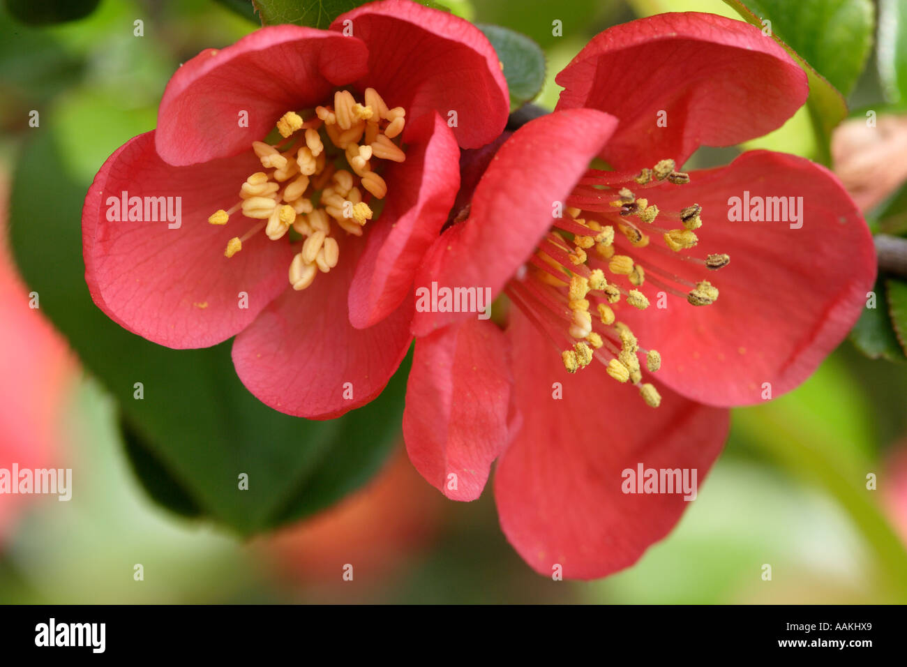 Japonica Blume Stockfoto