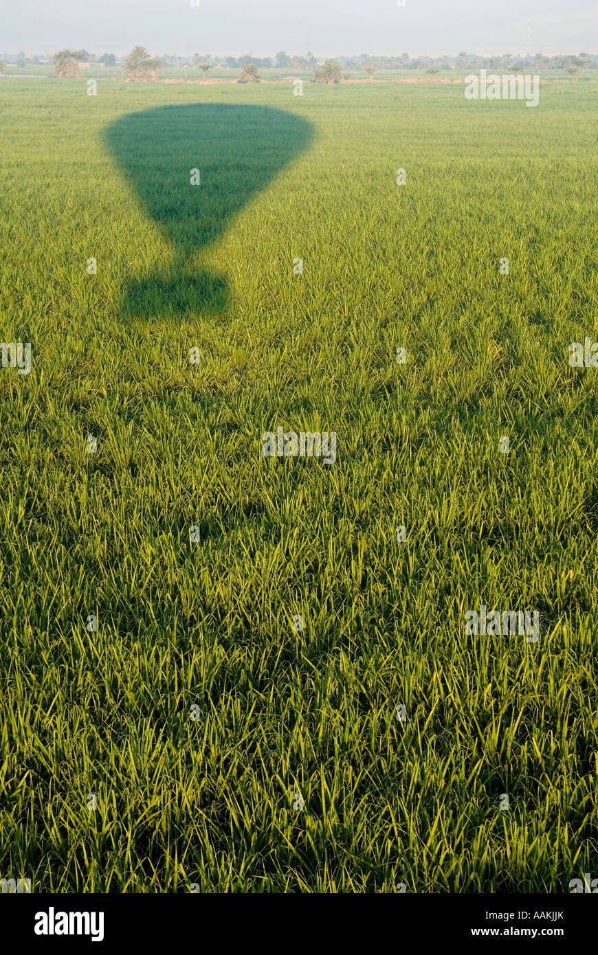 Ein Heißluftballon wirft einen Schatten auf ein Feld von Zuckerrohr in der Nähe der Nil in Ägypten Stockfoto