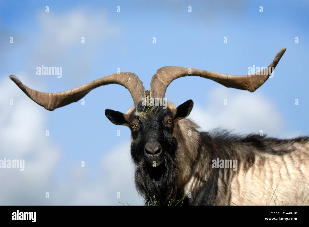 Ziege Auf Englisch