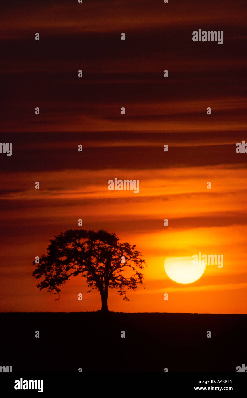 EINZIGEN BAUM SILHOUETTE GEGEN GELBE SONNE IN ORANGEFARBENEN HIMMEL Stockfoto