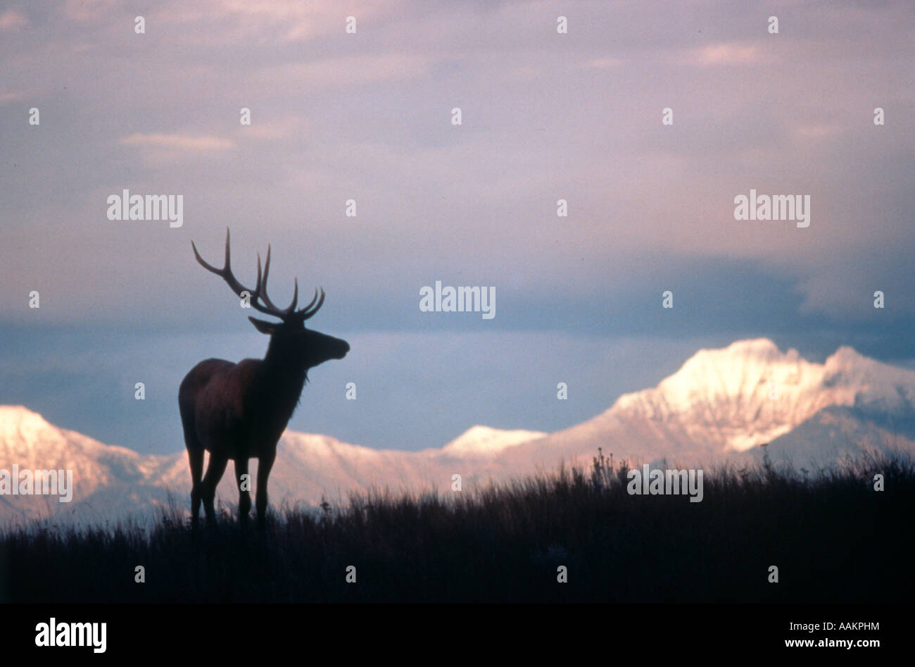 CANADIAN ELK Cervus Canadensis SILHOUETTED gegen Schnee bedeckte Berge Stockfoto