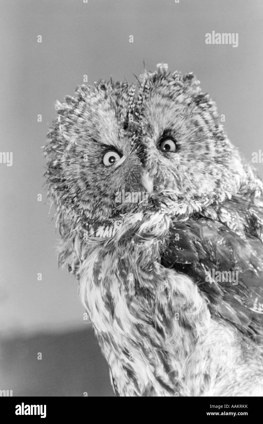 GROßE graue Eule Strix Nebulosa STARRTE auf Kamera Stockfoto