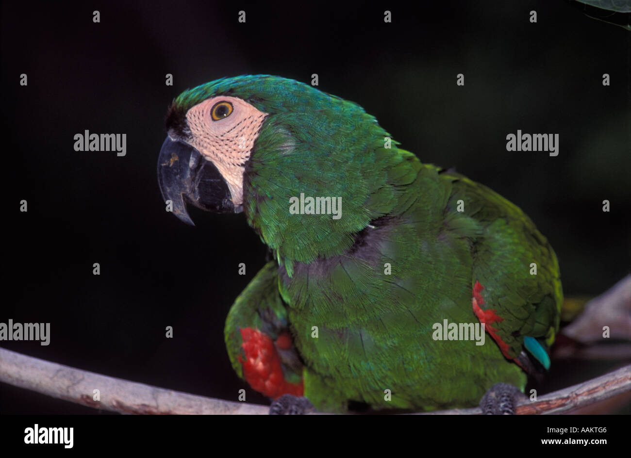 Schwere Aras (Ara Severa) - Ararinha-Verde, Cerrado Ökosystem, Vogel aus der brasilianischen Fauna, Brasilien. Stockfoto