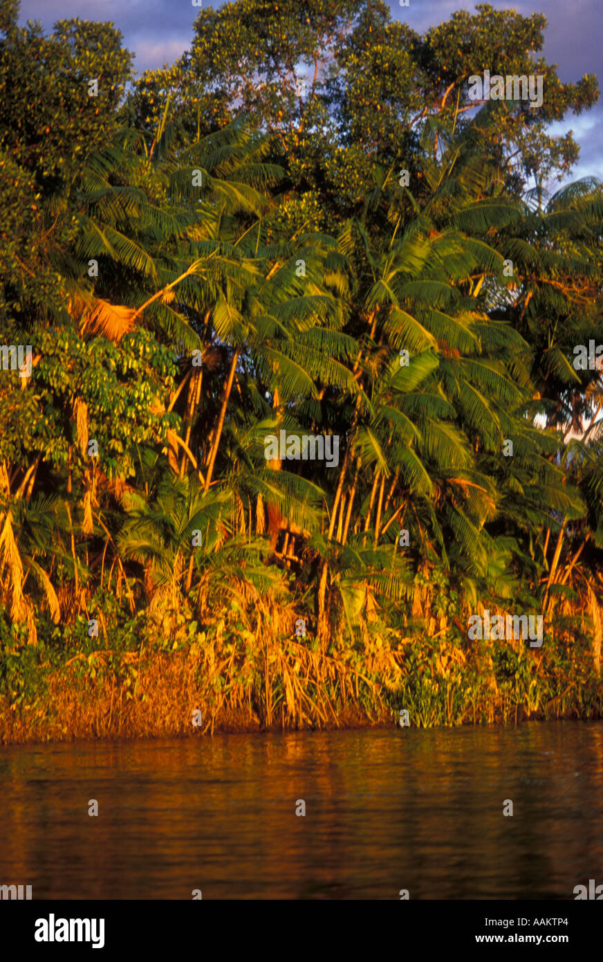 Açaizeiro (Acaizeiro) oder Açaizal (Acaizal) - Bäume Açaí (Acai Bäume) in den Rahmen oder Rio Preguiças, Brasilien Stockfoto