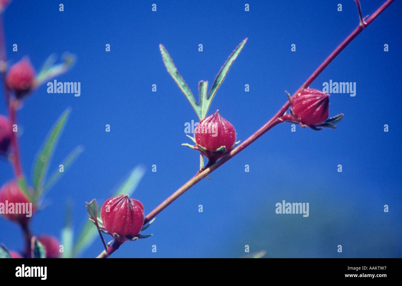 Blumen des Cerrado, die regionale Bezeichnung für die brasilianischen Savannen. Zustand: Goiás; Brazilien. Stockfoto