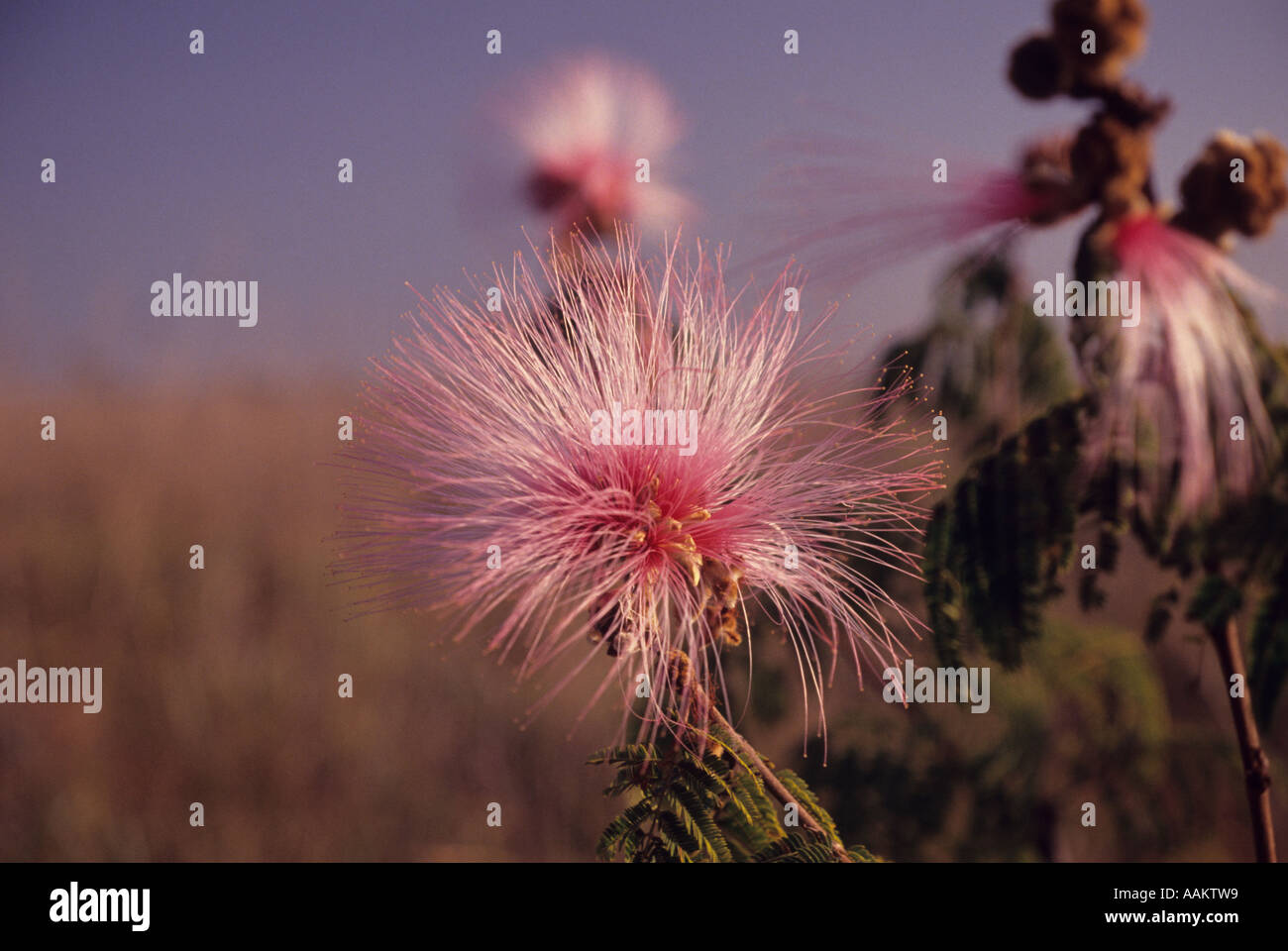 Blumen des Cerrado, die regionale Bezeichnung für die brasilianischen Savannen. Zustand: Goiás; Brazilien. Stockfoto