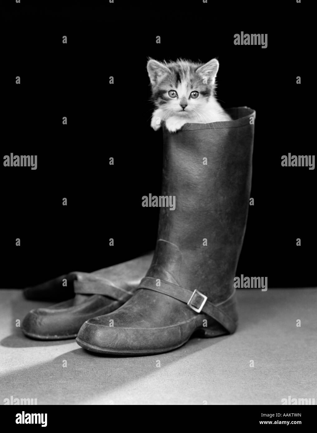1950ER JAHREN PUSS IN BOOTS SÜßE KÄTZCHEN KLETTERN DES MANNES BOOT BLICK IN DIE KAMERA Stockfoto