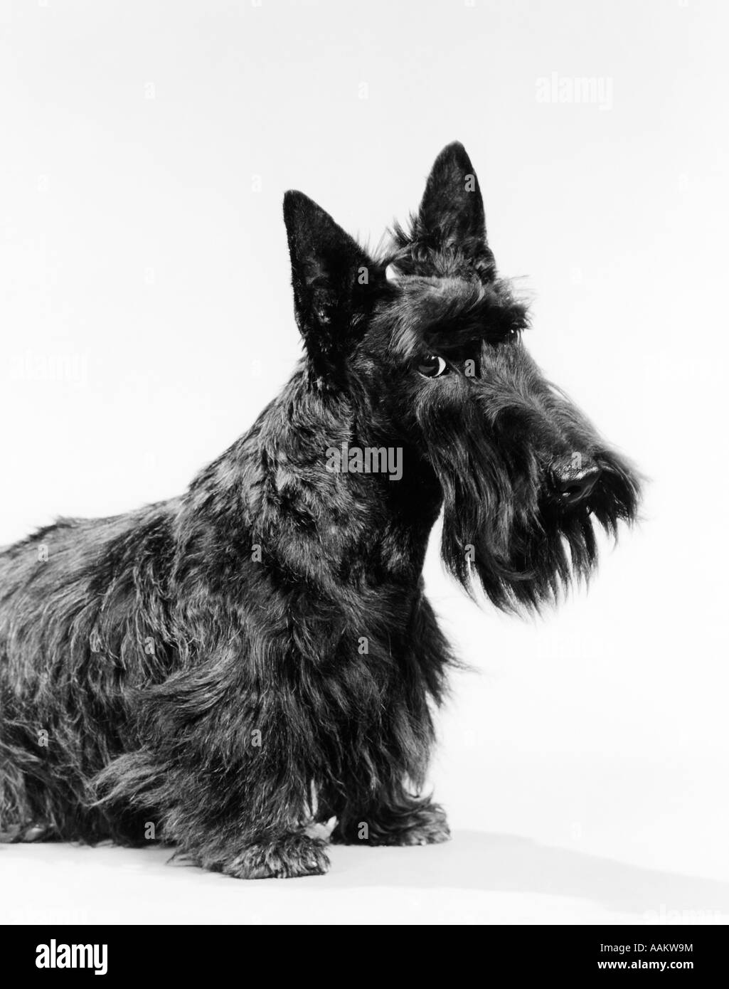 SCHWARZEN SCOTTIE SCOTTISH TERRIER HUND MIT LEICHT GENEIGTEM KOPF BLICK IN DIE KAMERA Stockfoto