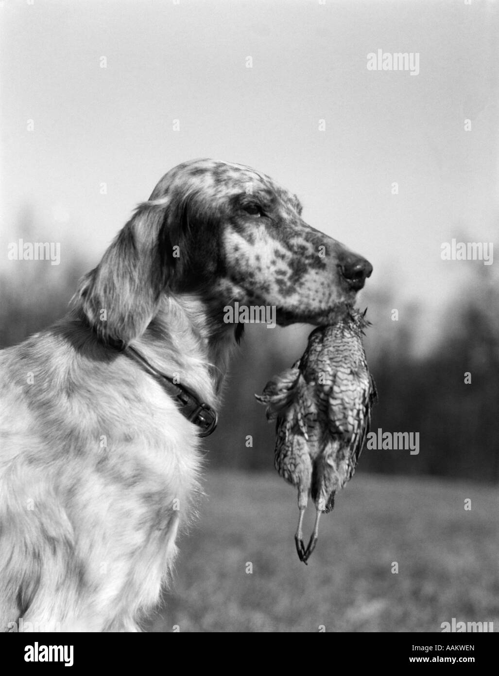 1920ER JAHREN ENGLISCH SETTER HÄLT ABGERUFEN AM VOGEL IM MUND Stockfoto