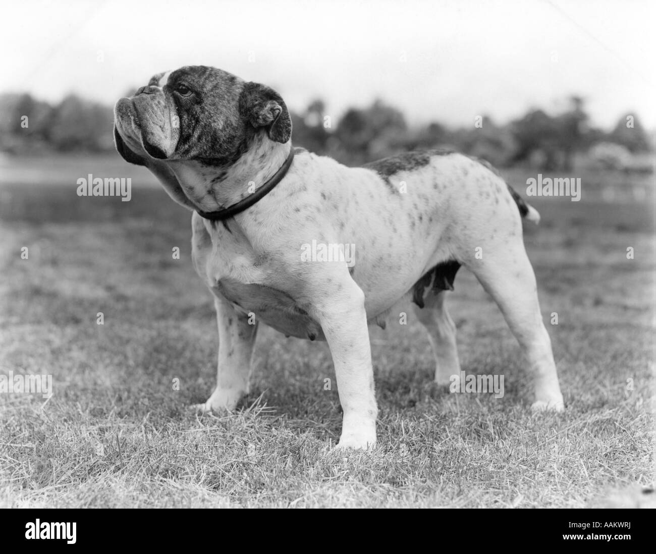 1930ER JAHREN STUR STARKEN STIER HUND STEHEND VOLLER FIGUR IM PROFIL IM FREIEN IN GRASS Stockfoto