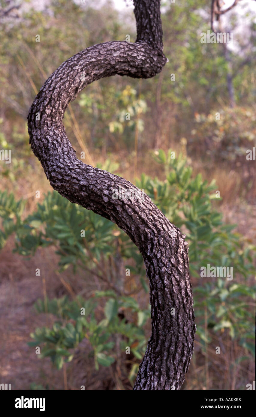 Vegetation des Cerrado die regionale Bezeichnung für die brasilianischen Savannen Stockfoto